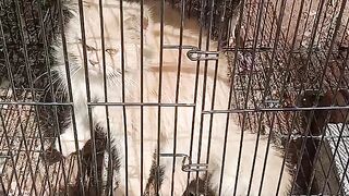 Bolnay Wala cat