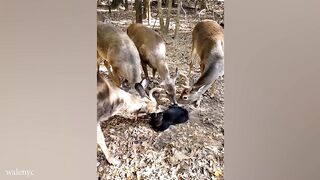 The Unlikely Friendship of Cat and Animals Best Video 2024#FunnyCats2024