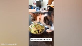 The weirdest cats in the world!#FunnyCats2024 #cats #funnycat #catvideo #cat #cats #cat2024 #cats