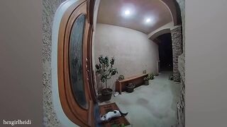 When you have an extrovert cat???? #FunnyCats2024 #cats #funnycat catfood #dogfood #dog and cat lover #kids #kidsvideo  # Kids