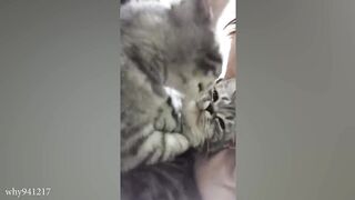 Nothing will make you laugh harder than funny Cats a24 #cats #funnycat #catat2024 #cat catfood #dogfood #dog and cat lover #kids #kidsvideo  # Kids