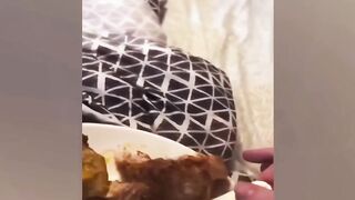 New Funny Videos 2024  Cutest Cats and Dogs