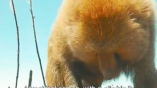 Baboons dare to take honey from a wasp's nest