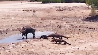 Komodo dragons attack buffalo