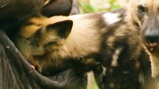 wild dogs and heyna eat elephants