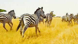 Mother lions prey on zebras to eat their cubs