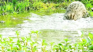 Jungle cats hunt fish in the river