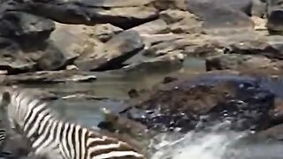 The zebra escapes from the crocodile, but the buffalo calf is caught in pity
