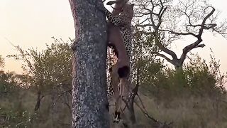 The leopard carries its prey up a tree