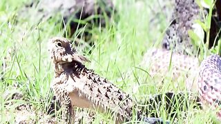 Desert lizard fighting snake