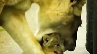 Cute lion cub playing on the street
