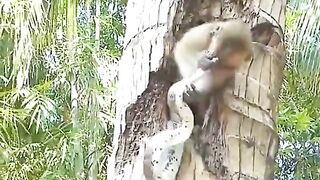 Monkeys fight against snakes