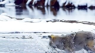 Winter dog hunting fish in river