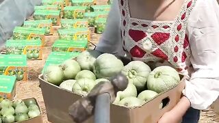 Very fresh cutting cucumber natural with rural farming life