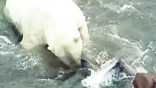 Polar bear attacks walrus