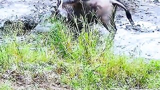 The crocodile dragged the buffalo into the river