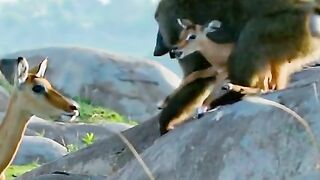 deer kidnaped by monkey