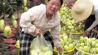 Landscape natural mangos fruit farm and harvesting from farmers with rural farming life #2024