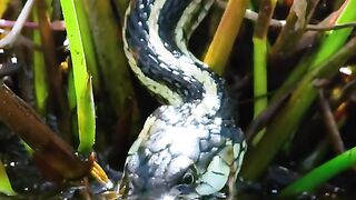 Snake eats baby frog