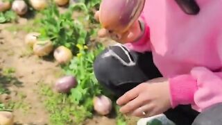 Enjoy life eating pepino fruit so sweet and fresh with a natural fruit garden #farming #fruit #2024