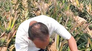 Natural landscape pineapples garden and cutting skills eating so fresh #2024 #pineapple