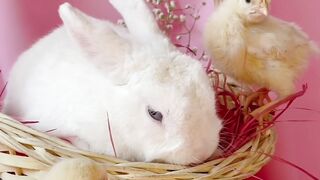 "Exploring Easter Traditions Globally"