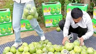 Beautiful natural cucumber and harvesting from farmers with cutting so fresh #cucumber #2024