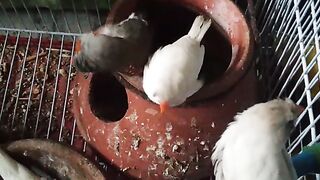 Birds story ????