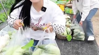 Enjoy life harvesting cucumber natural from farmers and cutting so fresh #cucumber #2024