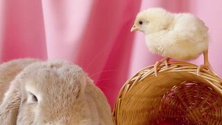 "Easter Festivities Across Cultures"