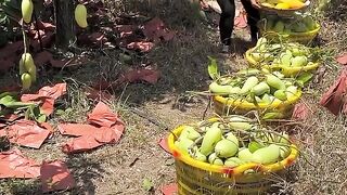 Natural landscape mangos fruit harvesting from farmers and cutting skills so fresh #fruit #2024