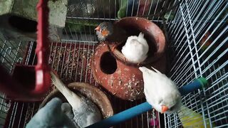 Birds play at home with small zebra birds ????