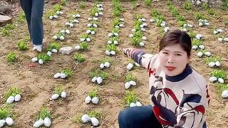 Rural farming life and harvesting pepino fruit from farmers with eating so sweet fresh #2024