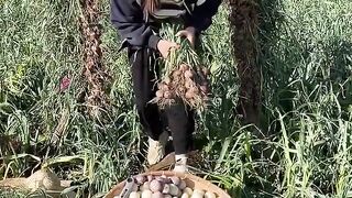 Natural landscape rural farming life and harvesting garlic from farmers and cutting skills so fresh
