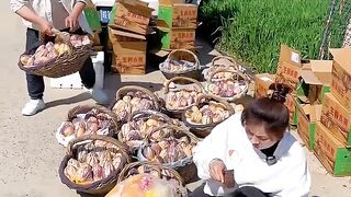 Enjoy life eating pepino fruit so sweet fresh with harvesting from farmers #fruit #2024