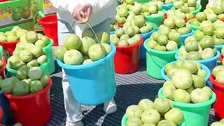 Enjoy life harvesting cucumber natural from farmers with rural farming life #cucumber #2024