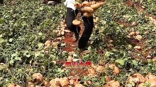 Jicama harvesting from farmers and cutting skills so fresh with rural farming life #2024 #farming