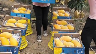 Enjoy life harvesting mangos fruit and cutting skills so fresh with natural garden #mango