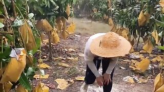 Rainy landscape with sweet mango cutting and rural farming life #mango #fruit #farming