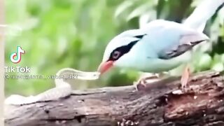 #tiktok#viral#new#video