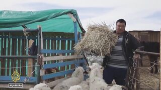 Mongolia extreme winter_ Herders lose millions of livestock animals.