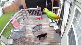 When a Dog Takes Their Duty of Protecting the Cat to a Whole New Level! #FunnyCats2024 #cats #funnycat og and cat lover #kids #kidsvideo  # Kids
