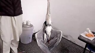 Khurasani birds