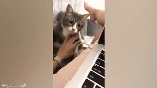 Trending Funny Animals ???? Funniest Dogs and Cats ???????? #FunnyCats2024 #cats  #catvideo #cat #cats #cat2024 #cats #cat #kids #kidsvideo  # Kids