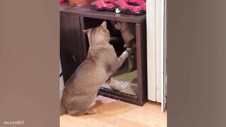 Why You Should Get Another Cat????Funny Cats Videos 2024  #FunnyCats2024 #cats #funnycat #catvideo  #dog and cat lover #kids #kidsvideo  # Kids