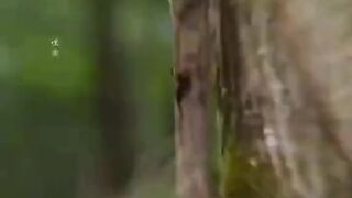 Lion fighting video viral short on girl