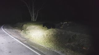 A lone bear is waiting for food