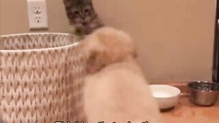 Dog and cats