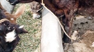 Baby cow