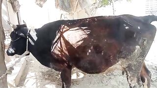 Cholistani cattle